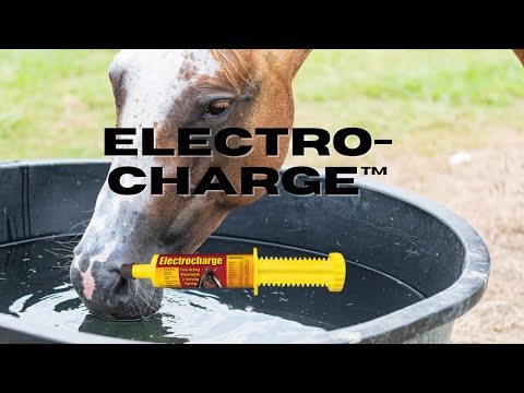 Electrocharge Electrolyte for Horses