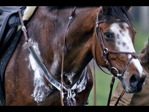 Restore SR Electrolyte Horse Supplement