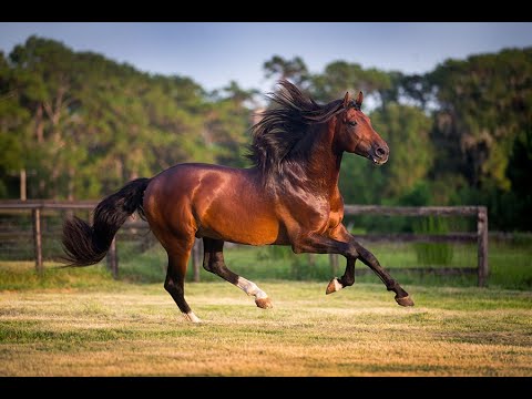 EO-3 Horse Supplement